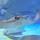 chinnytoeasy
