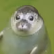 yssssc