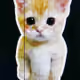 liawazaa
