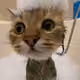 kittycat
