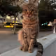 mufasa