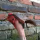 bloppie
