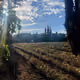 scrubland