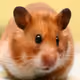 hamster2024