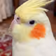 serkangercek