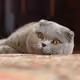 scottish-fold