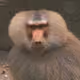Hirambe