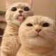 hrshit121