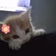 notluna