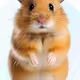 hamster3