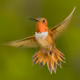 hummingbirdcap