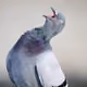crazypigeon77