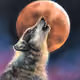 Wolfe