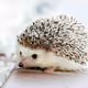 hedgecock