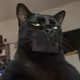 StillGamble