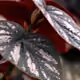duskknight