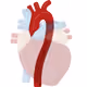 aorta
