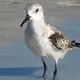 birdbirdbird