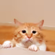 wbnoewrk