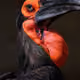 reddolphino