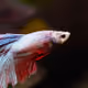 aurorachampion71
