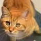 Foxy_cat