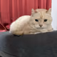 franthecat