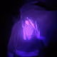 Zeert