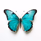 tealblue