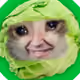 lephruit