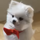 hyowag