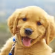 ruffulespup