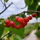 pumu626