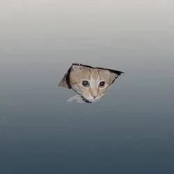 CEILINGCAT