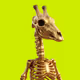 Giraffe Bones