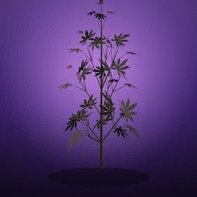 Weed Hood #253