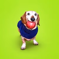 AAPLDOG