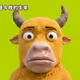 775