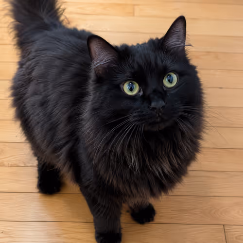 STELLA