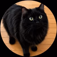 STELLA