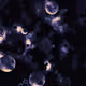 Lavender Frost