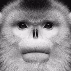Internet Ape