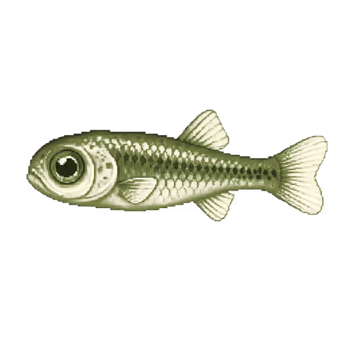 Puddleminnow #602