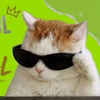 COOLCAT