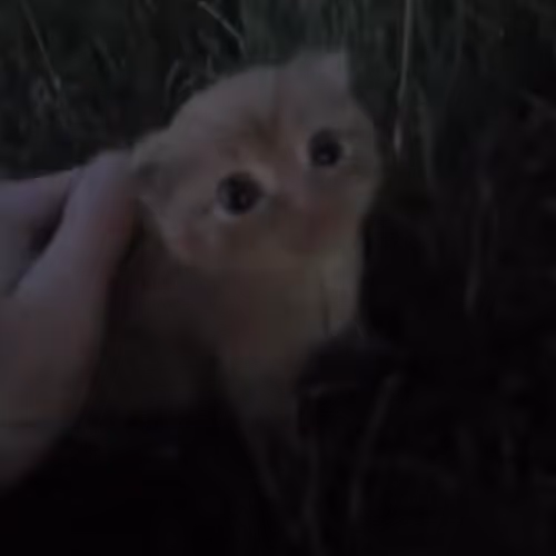 SLCAT