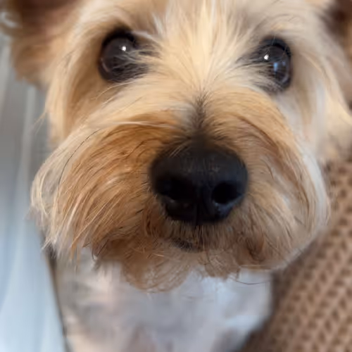 TEDDY