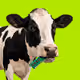 MOO