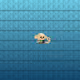 Smol Monke #05274