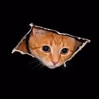 CEILINGCAT
