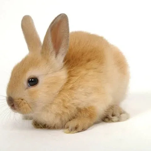 BUNNY
